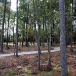 dense forest with tall slender